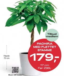 Medlemstilbud: Pachira - Lykkekastanje 17 cm - 179