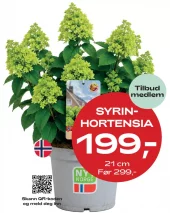 Medlemstilbud: Hydrangea paniculata - Syrinhortensia 21 cm - 199.-
