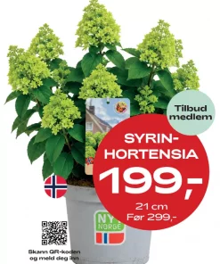 Medlemstilbud: Hydrangea paniculata - Syrinhortensia 21 cm - 199.-