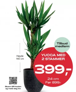 Medlemstilbud: Yuccapalme 2 stam 24 cm - 399