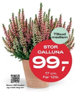 Medlemstilbud: Calluna 17 cm - 99.-