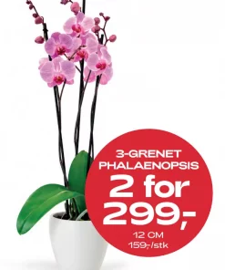 Multibuy: Phalanopsis 3-grenet 12 cm - 2 for 299.-