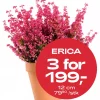 Multibuy: Høstlyng Erica 12 cm - 3 for 199.-