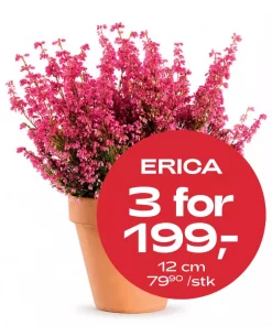 Multibuy: Høstlyng Erica 12 cm - 3 for 199.-