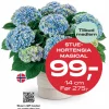 Medlemstilbud: Stuehortensia Magical 99.-