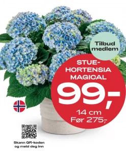 Medlemstilbud: Stuehortensia Magical 99.-