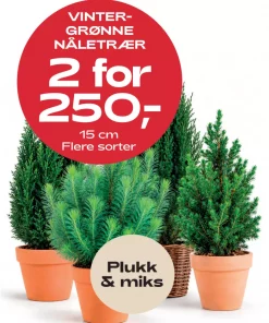 Multibuy: Vintergrønt 15 cm - Plukk & miks 2 for 250