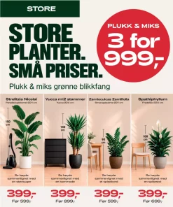 Multibuy: Utvalgte store planter - 3 for 999