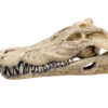 Akvariedekor Krokodille kranie