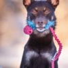 Doggie-Zen Elastisk Jaktleke / Belønningsleke fuskepels S med Orbee- Tuff Rasberry | Vilkårlig farge