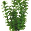 Ambulia Plastplante 30cm