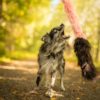 Doggie-Zen Elastisk Jaktleke / Belønningsleke fuskepels - og saueskinn L | Vilkårlig farge