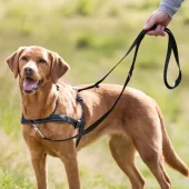 Lead n walk soft sele  / Anti dra sele | Flere størrelser