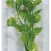 Plastplante Cardamine mini , 10cm med sugekopp