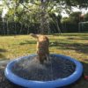 Dog Splash Pool  M, blå