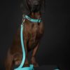 PAIKKA Glow Leash aqua  2,5 x180cm