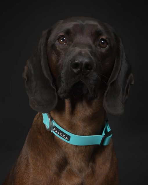 PAIKKA Glow Collar aqua 2,5x35-48cm