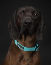 PAIKKA Glow Collar aqua 2x30-40cm