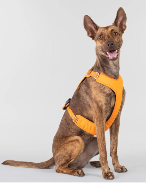 PAIKKA Visibility Harness orange | Flere størrelser (XS-XL)