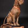 PAIKKA Visibility Rope leash orange 6mmx180cm