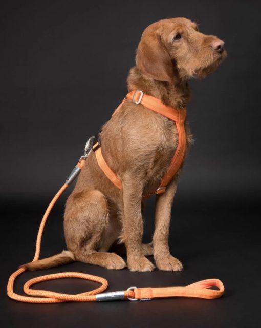 PAIKKA Visibility Rope leash orange 6mmx180cm