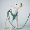 PAIKKA Visibility Rope leash emerald 6mmx180cm