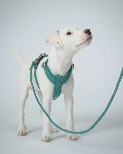 PAIKKA Visibility Rope leash emerald 6mmx180cm