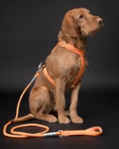 PAIKKA Visibility Rope leash orange 8mmx180cm