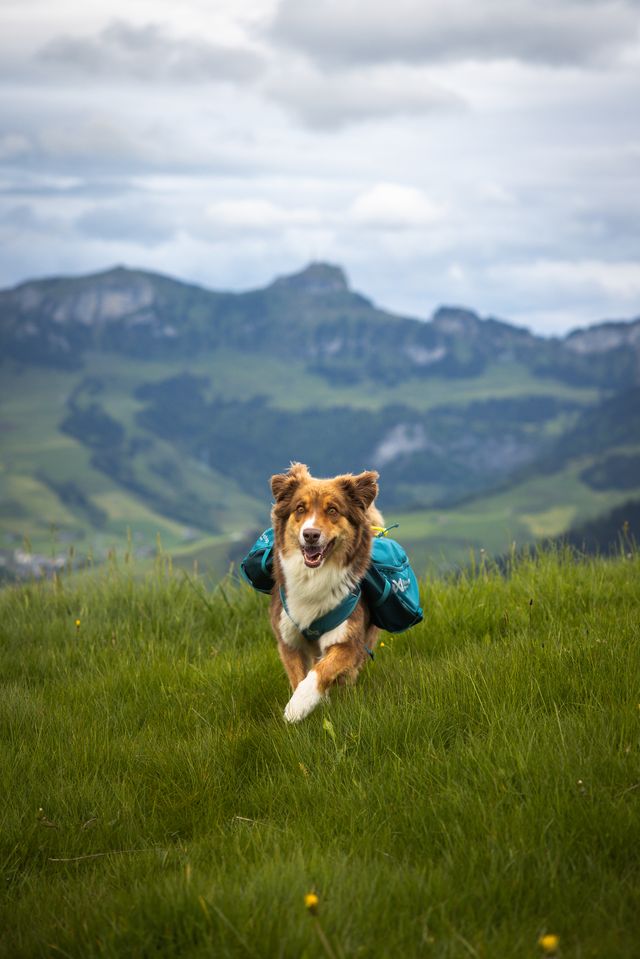 gallery-9971-for-29747