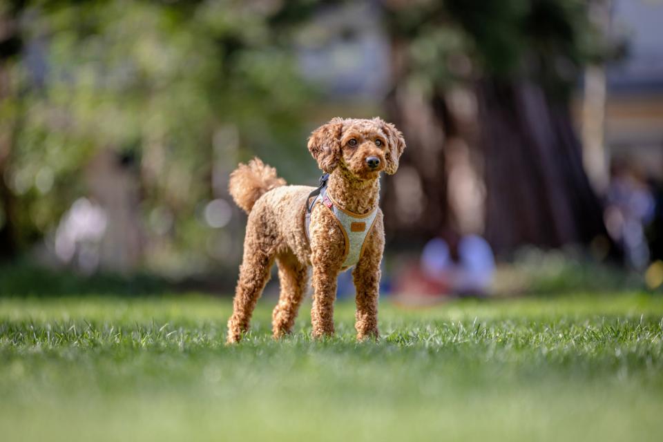 gallery-10160-for-H19352