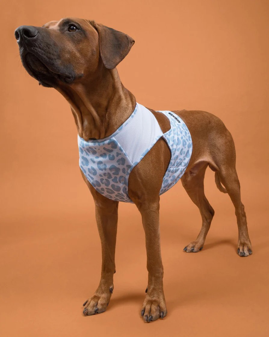 PAIKKA Cool Vest Snow Leo | Flere størrelser (XXS-L)