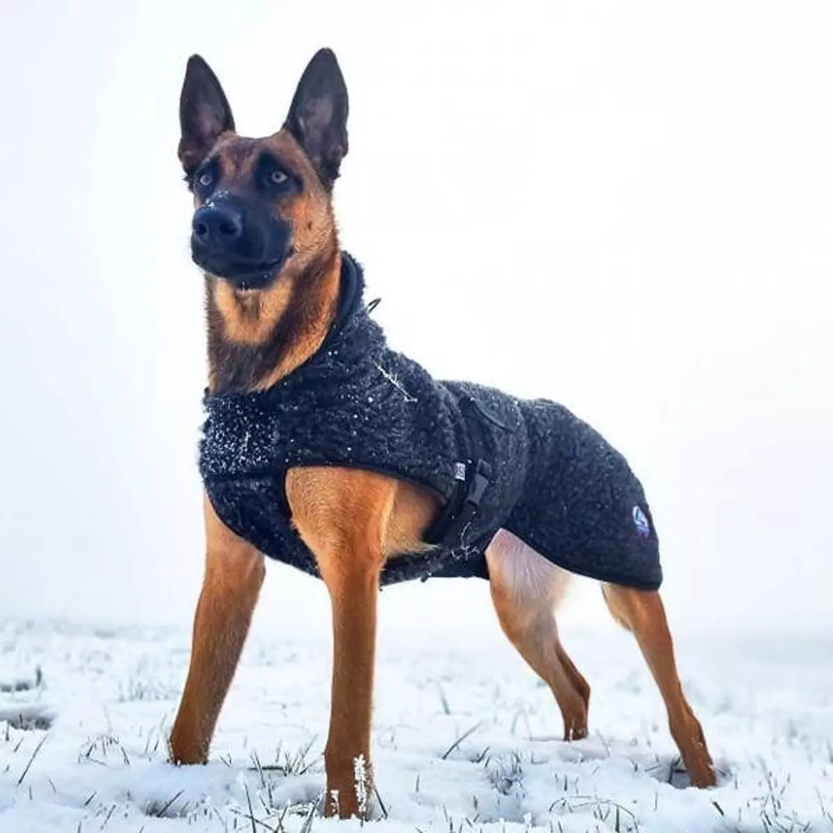 Canelana AMBASSADØR ulldekken (tykk ull) Sort | Flere størrelser (XL64/XL69)