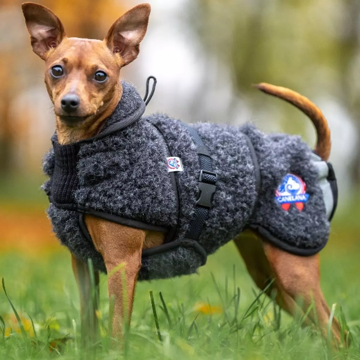 Canelana AMBASSADØR ulldekken (tykk ull) Sort TERRIER | Flere størrelser (XS-M)