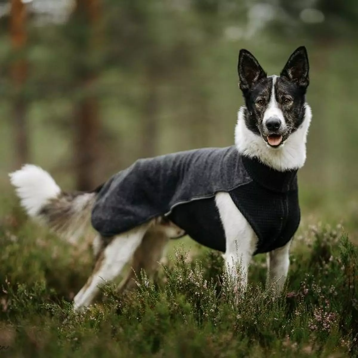 gallery-10705-for-100789