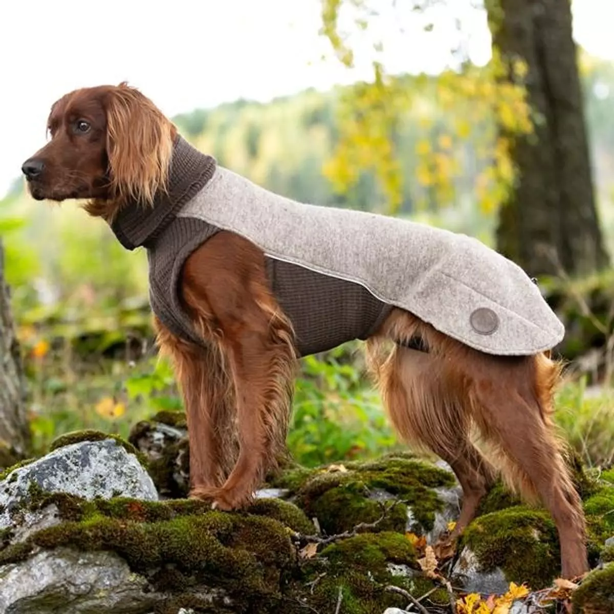 gallery-10731-for-100817