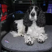 Canelana 100% ullmadrass hund - vanntett underside 70x90 cm