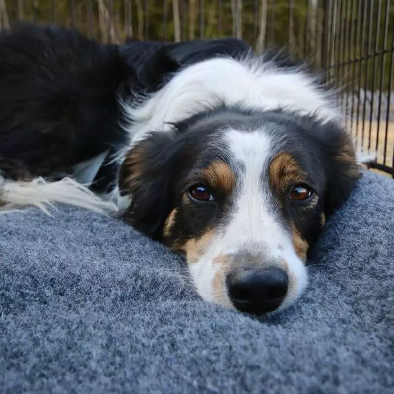 Canelana 100% ull burmadrass hund 58x93 cm(10)