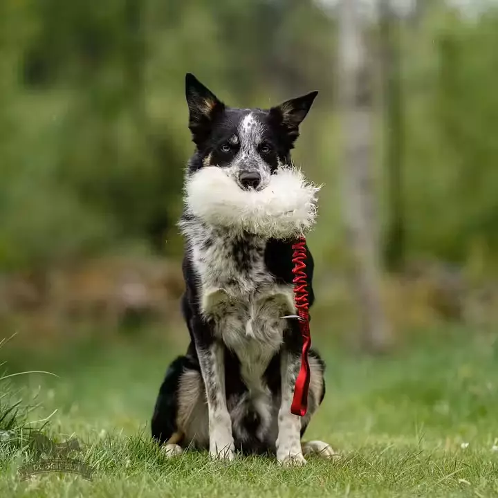 Doggie-Zen Elastisk belønnings-draleke med sauepels S | Vilkårlig farge