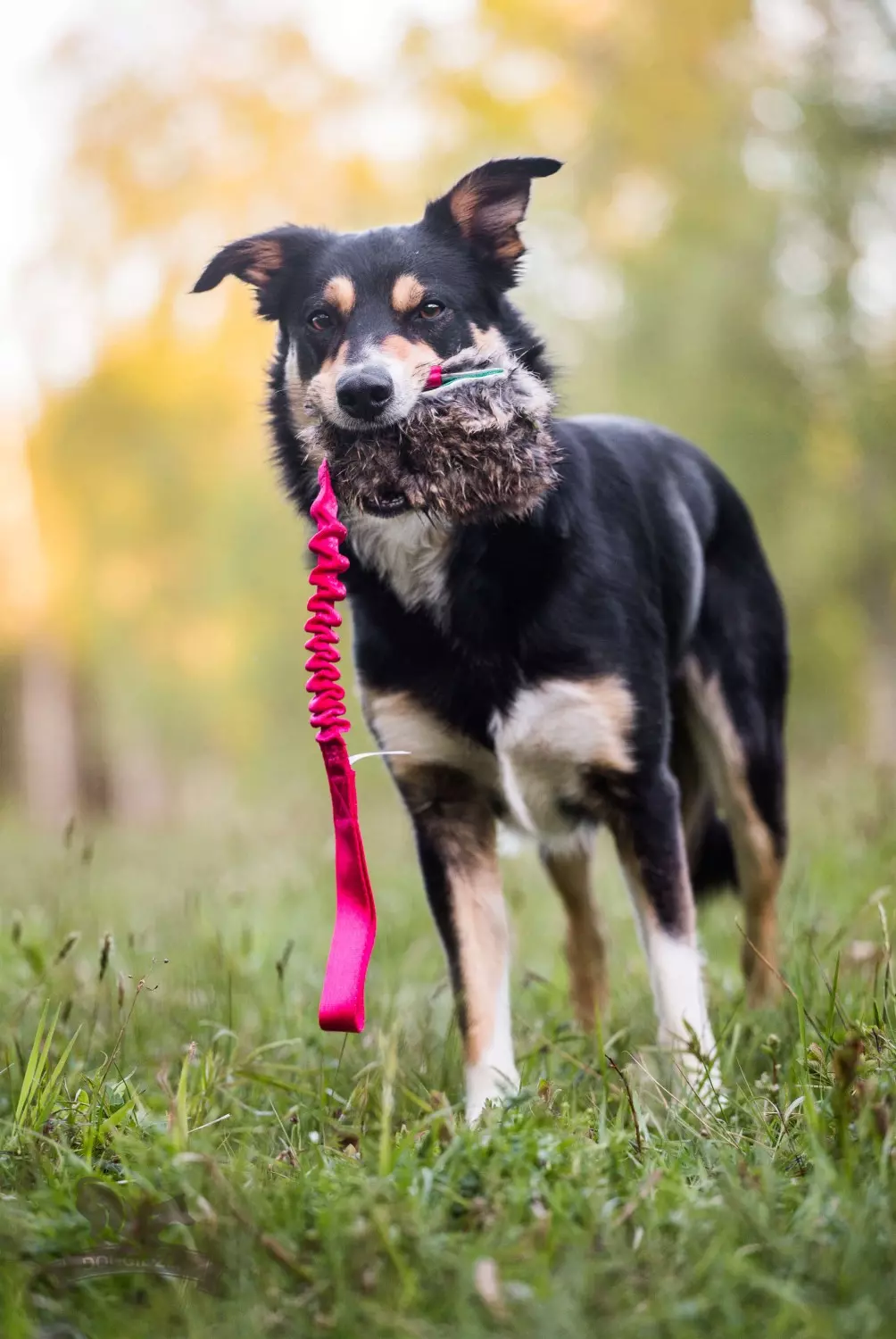Doggie-Zen Elastisk belønnings-draleke med kaninpels M | Vilkårlig farge