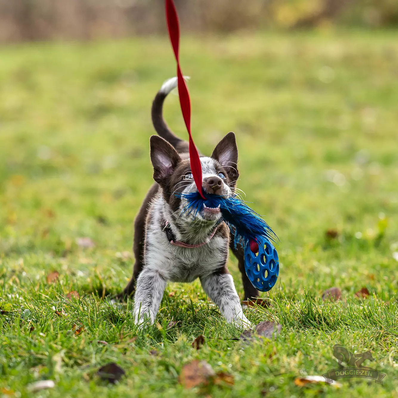 Doggie-Zen Elastisk fuskepels-draleke S med Hol-ee Football | Vilkårlig farge