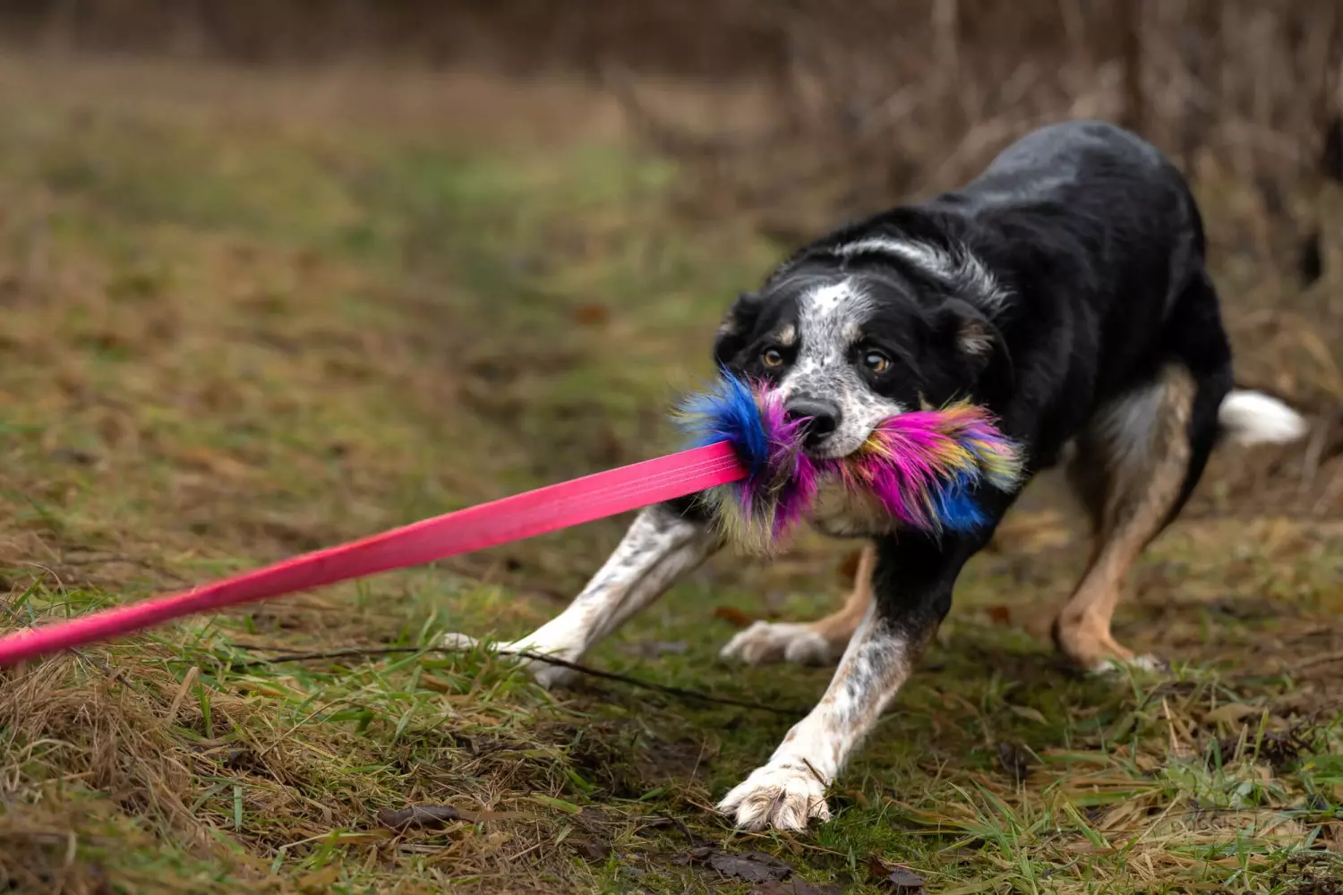 gallery-10890-for-7300