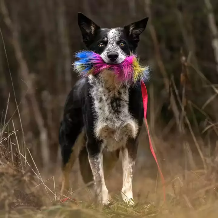 Doggie-Zen Elastisk fuskepels-draleke L | Vilkårlig farge