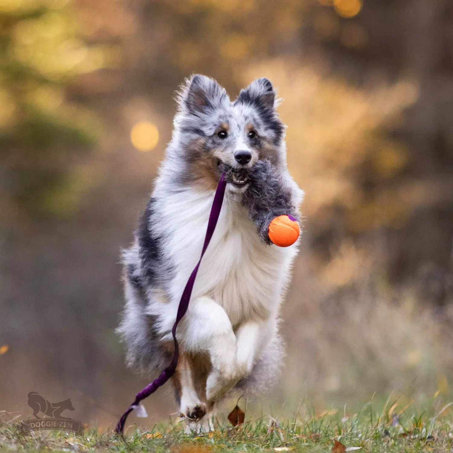 Doggie-Zen Elastisk sauepels-draleke S med Chuckit | Vilkårlig farge
