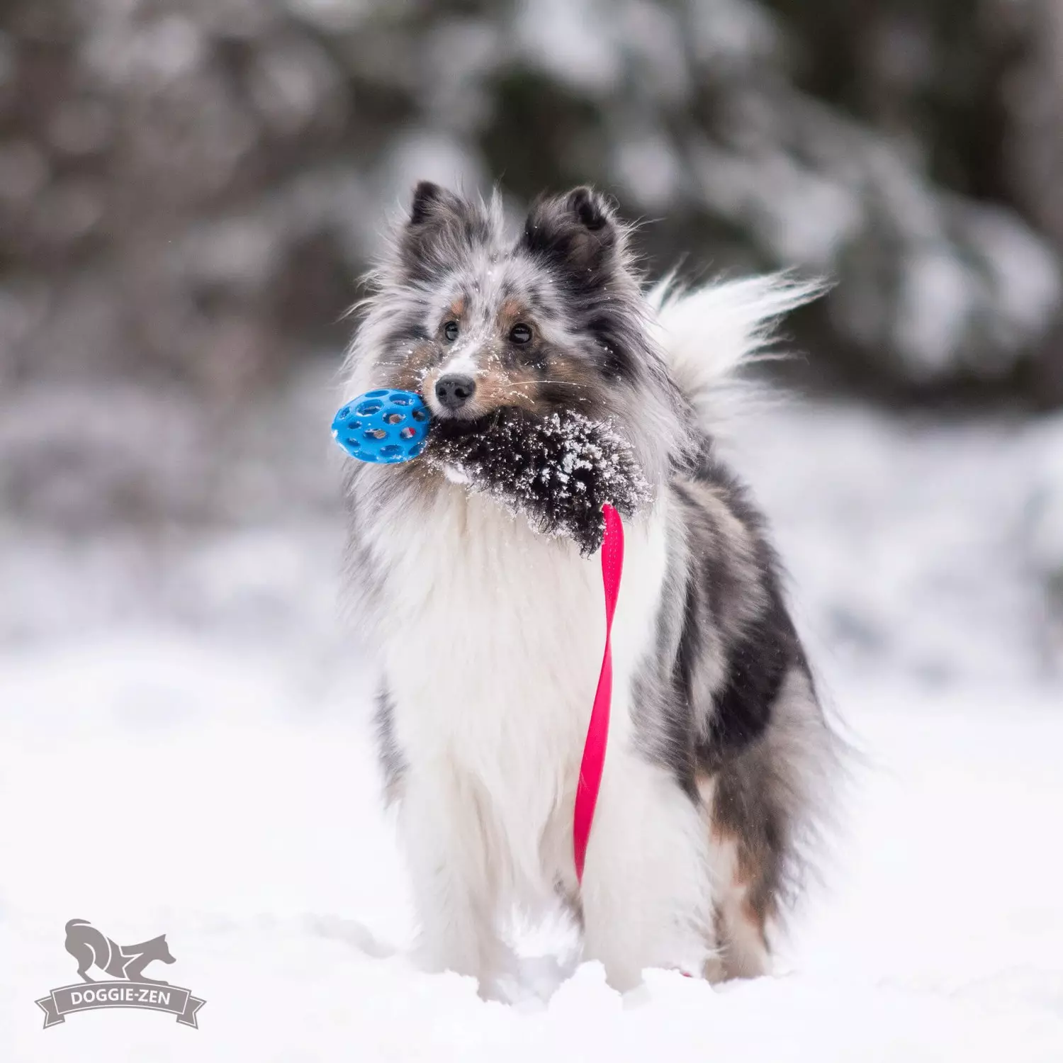 Doggie-Zen Elastisk sauepels-draleke S med Hol-ee Football | Vilkårlig farge
