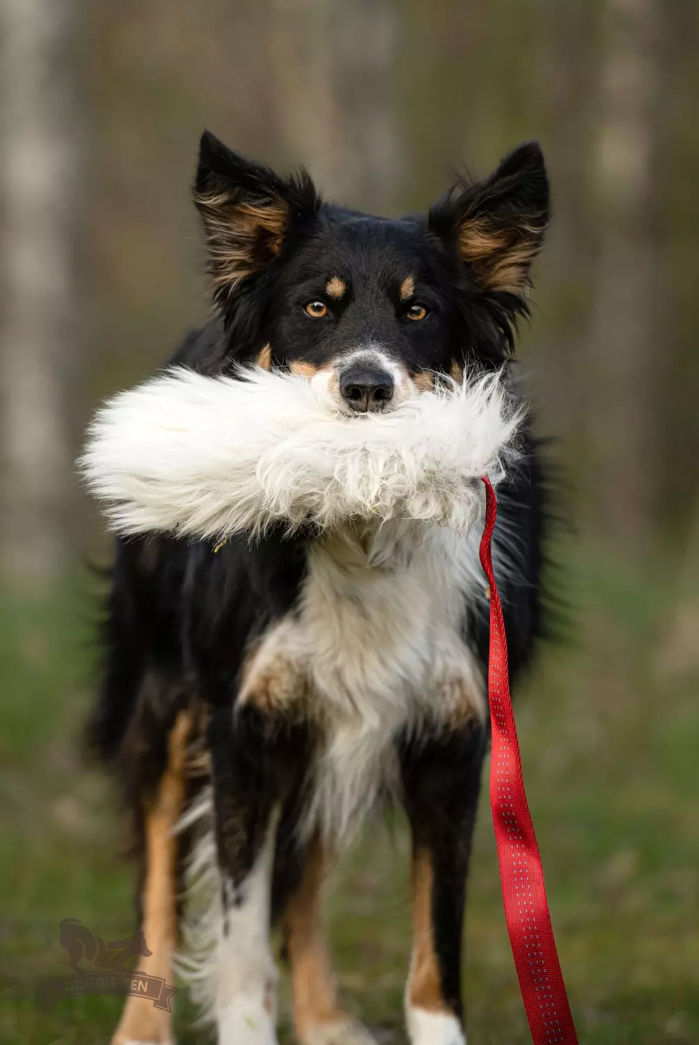 Doggie-Zen Elastisk sauepels-draleke L | Vilkårlig farge