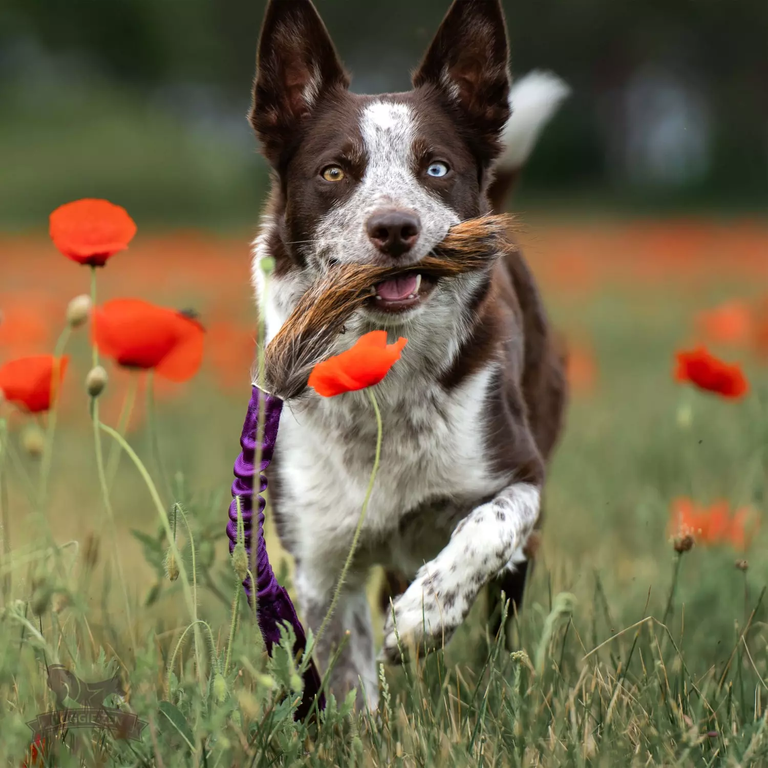 Doggie-Zen Elastisk hjortedraleke M | Vilkårlig farge