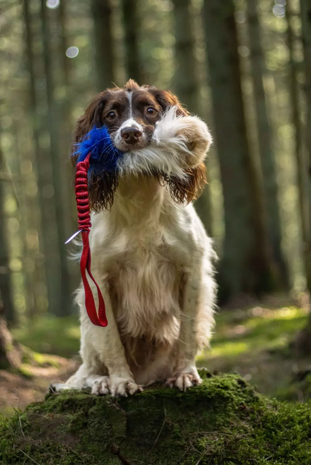 gallery-10911-for-7850