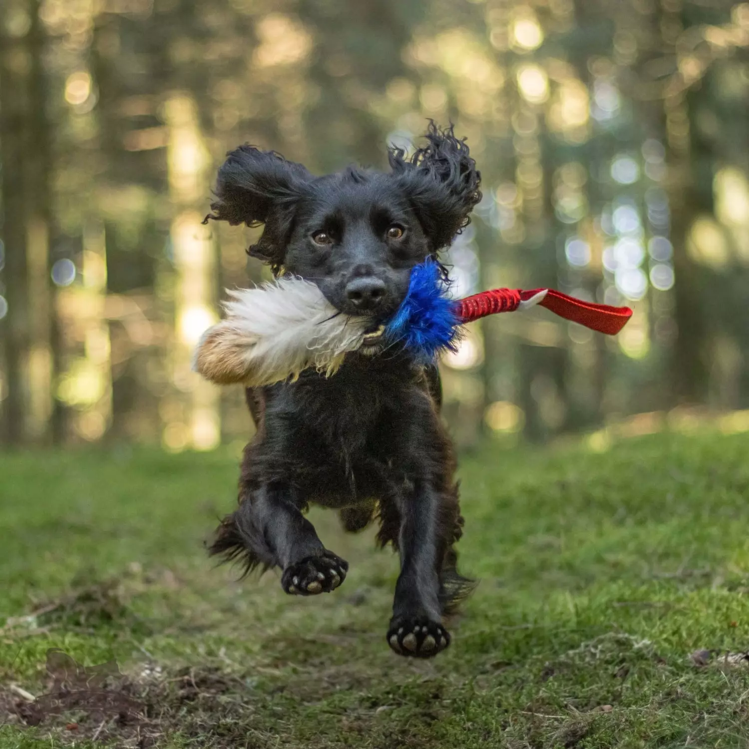 Doggie-Zen Elastisk trikolor-draleke M | Vilkårlig farge