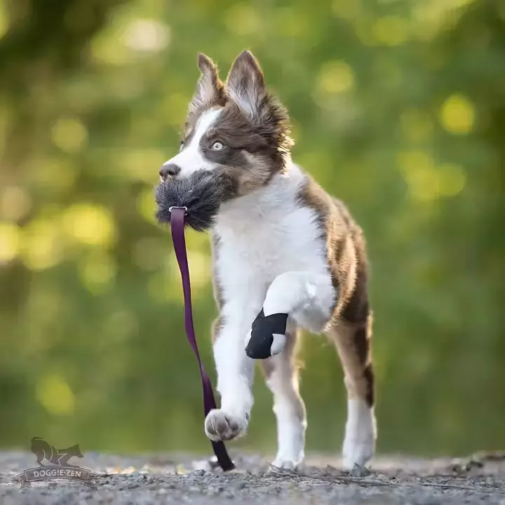 Doggie-Zen Sauepels-draleke S | Vilkårlig farge