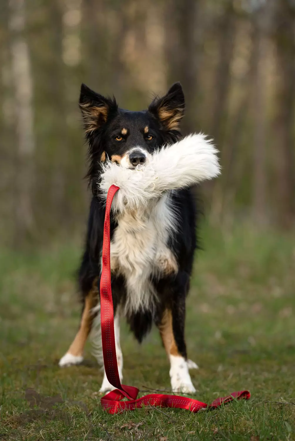 Doggie-Zen Sauepels-draleke L | Vilkårlig farge